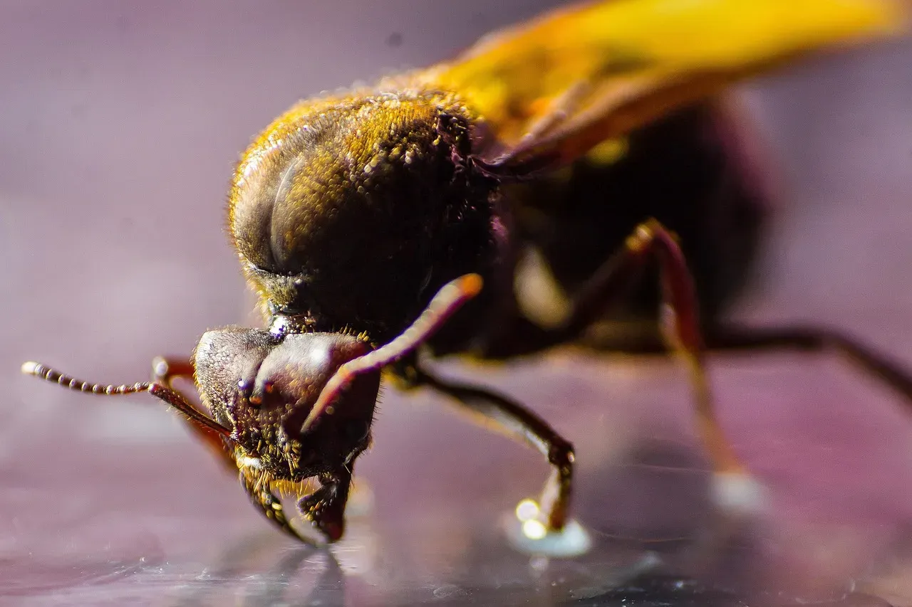 12. The Leafcutter Ant: The Rainforest's Most Industrious Resident (Image Credits: Pixabay)