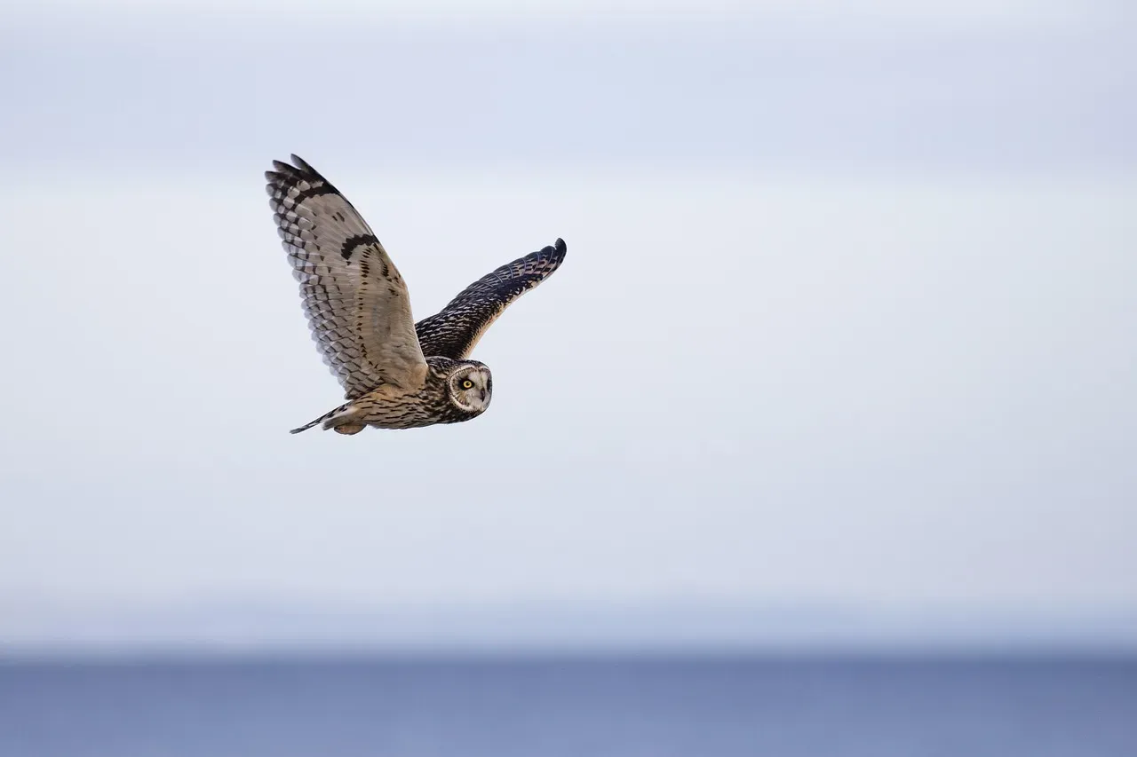 They Fly in Near Total Silence (Image Credits: Pixabay)