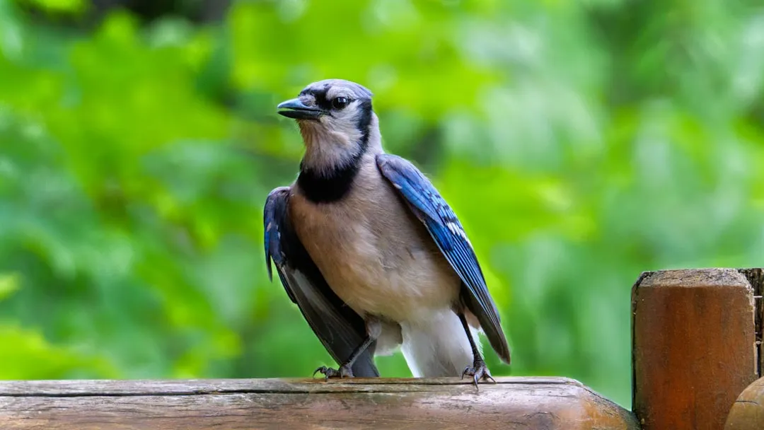 The bold blue bandit at the feeder (Image Credits: Unsplash)