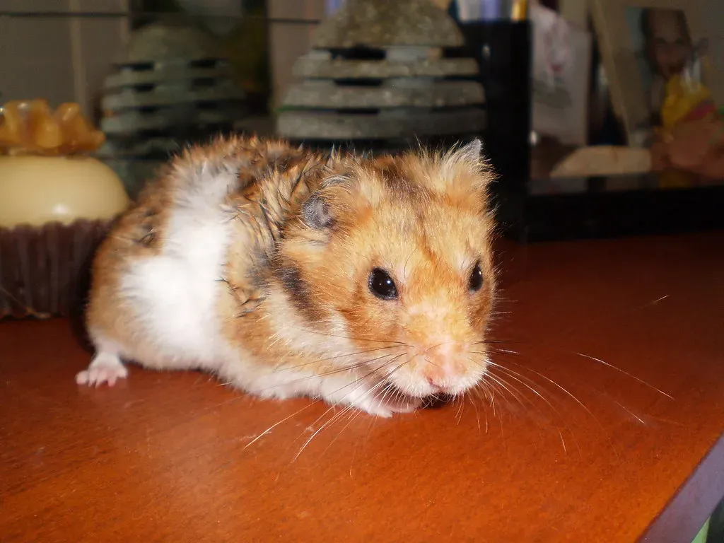 What to Do If Your Hamster Won't Wake Up (Image Credits: Flickr)