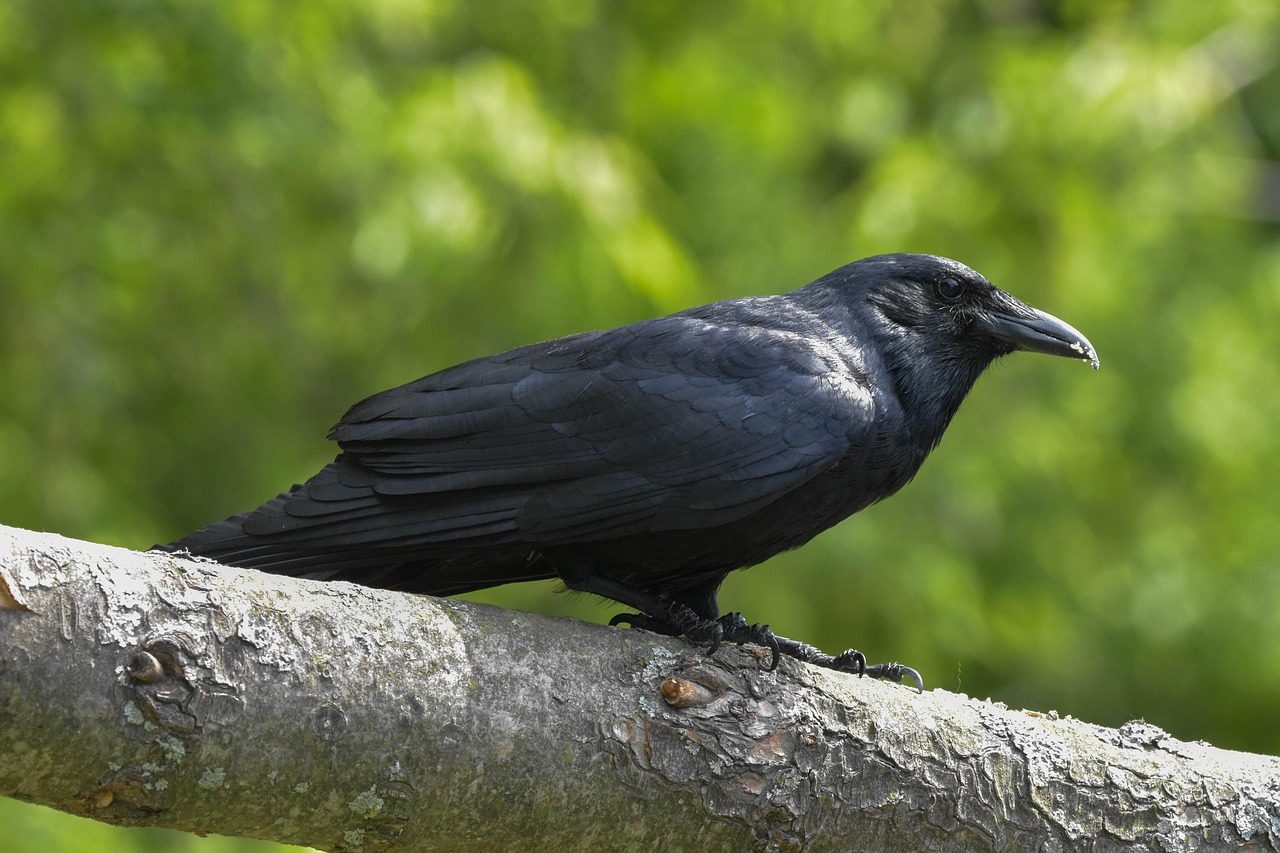 7. American Crow: The Face-Remembering Genius (Image Credits: Pixabay)