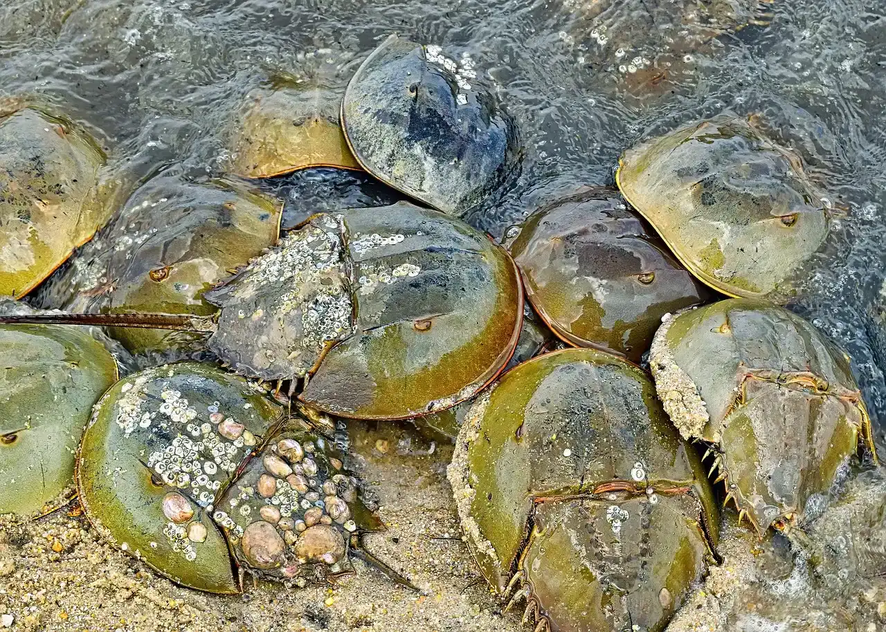The Ancient Armor That Time Forgot (Image Credits: Pixabay)