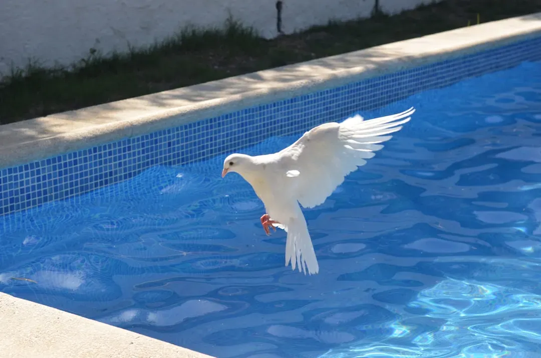 5. A Symbol of Peace and Release (Image Credits: Unsplash)