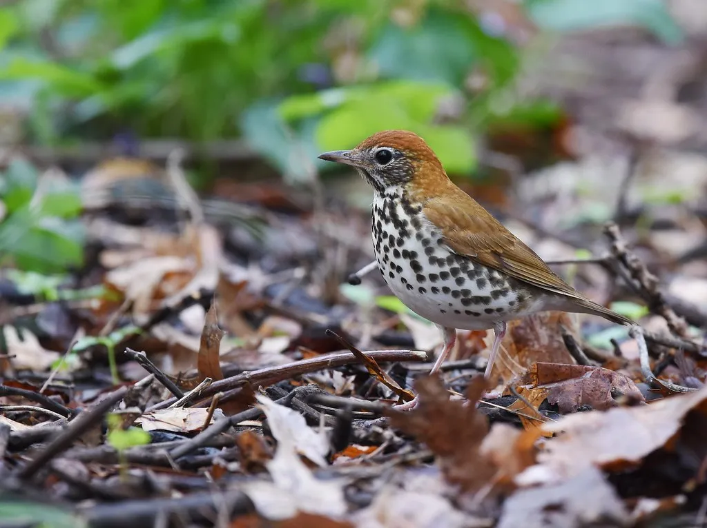 #24 - Wood Thrush: The Flute Song Fading at Dusk (Wildreturn, Flickr, CC BY 2.0)