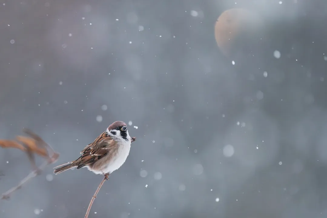 Conclusion: A Winter Sanctuary Is Built in the Quiet of Early Autumn (Image Credits: Unsplash)