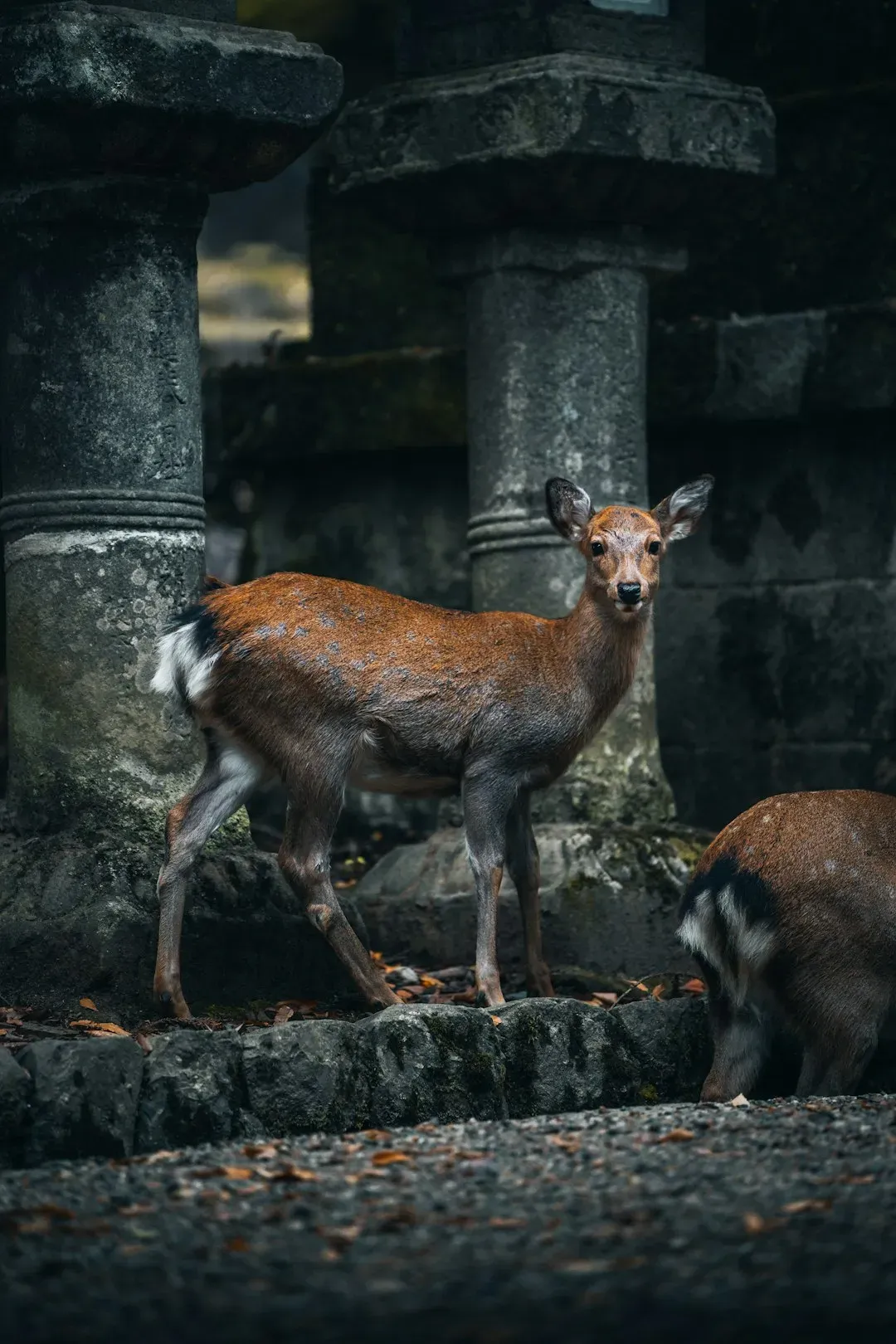 Pisces: The Megaloceros (Giant Deer) (Image Credits: Unsplash)