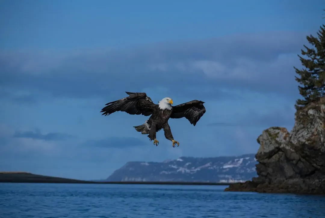 The Bald Eagle: America's Symbol Soars Over Florida Again (Image Credits: Unsplash)