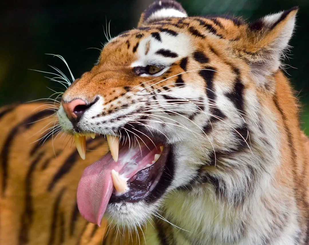 9. AI is Decoding Animal Languages (Image Credits: Unsplash)