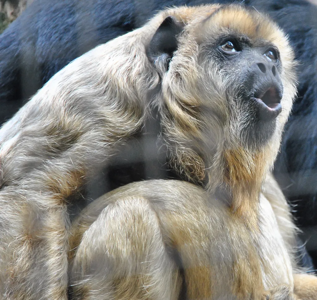 Other Notable Noisemakers in the Animal Kingdom (angela n., Flickr, CC BY 2.0)