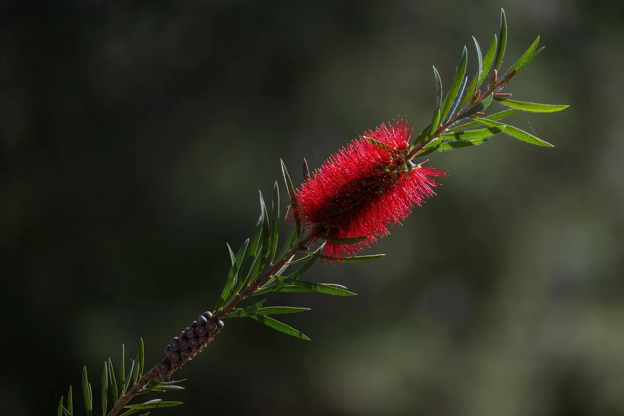 1. Plant Native Species and Watch Everything Change (Image Credits: Pixabay)