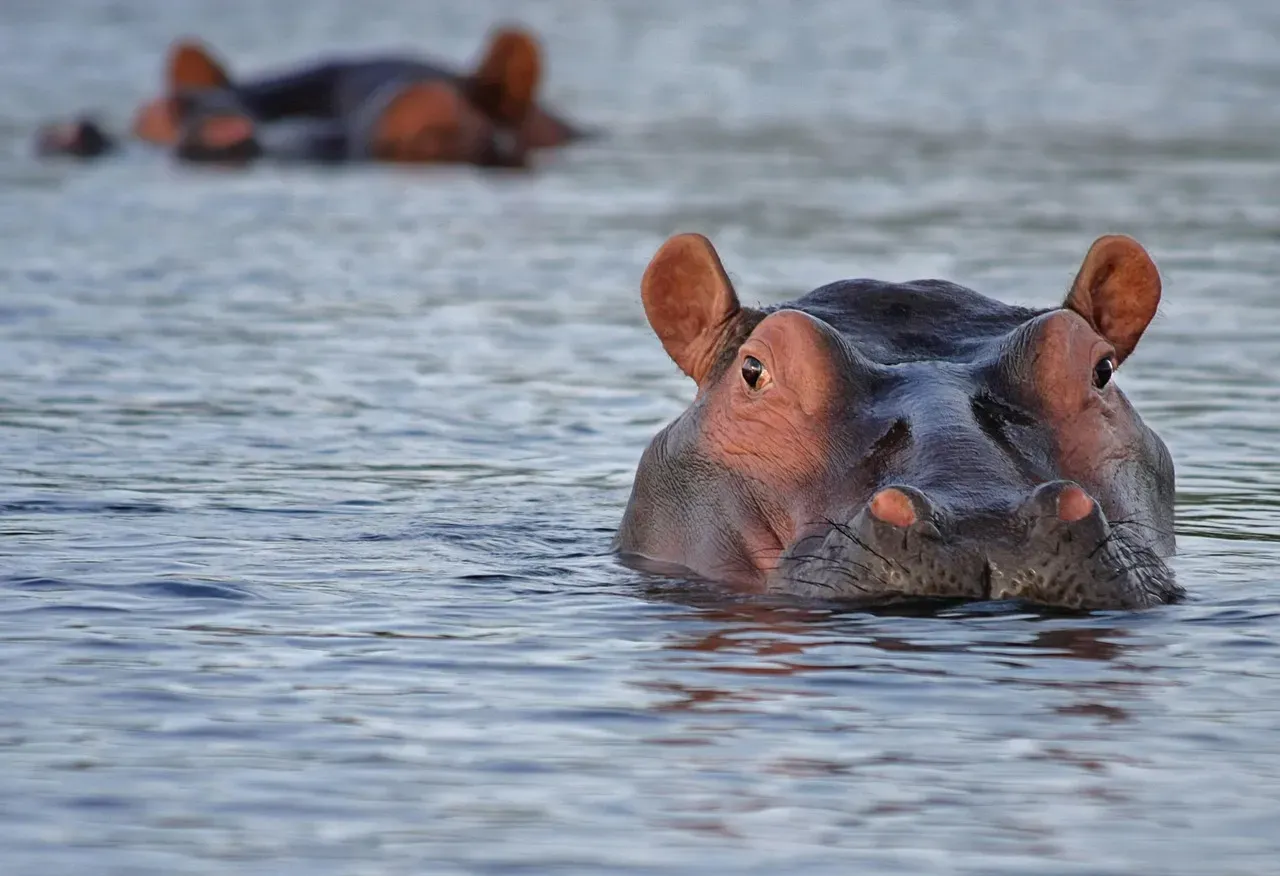 Hippos Can't Swim or Float (Image Credits: Pixabay)