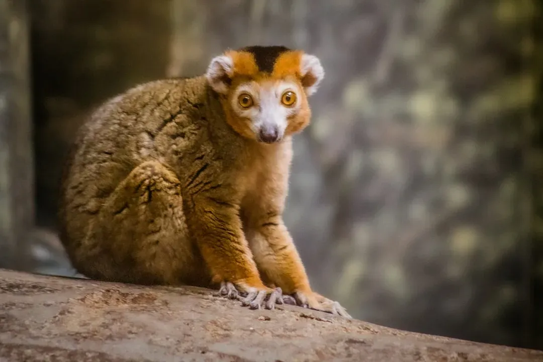 Under Threat: The Fragile Future of the World's Tiniest Mammals (Image Credits: Unsplash)
