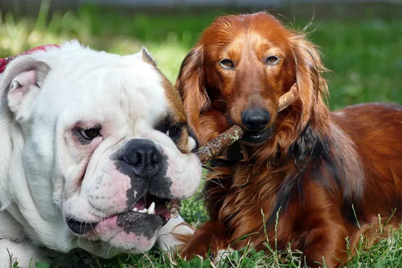 Milo the Dachshund and Bonedigger the Lion: When Size Means Nothing (Image Credits: Pixabay)
