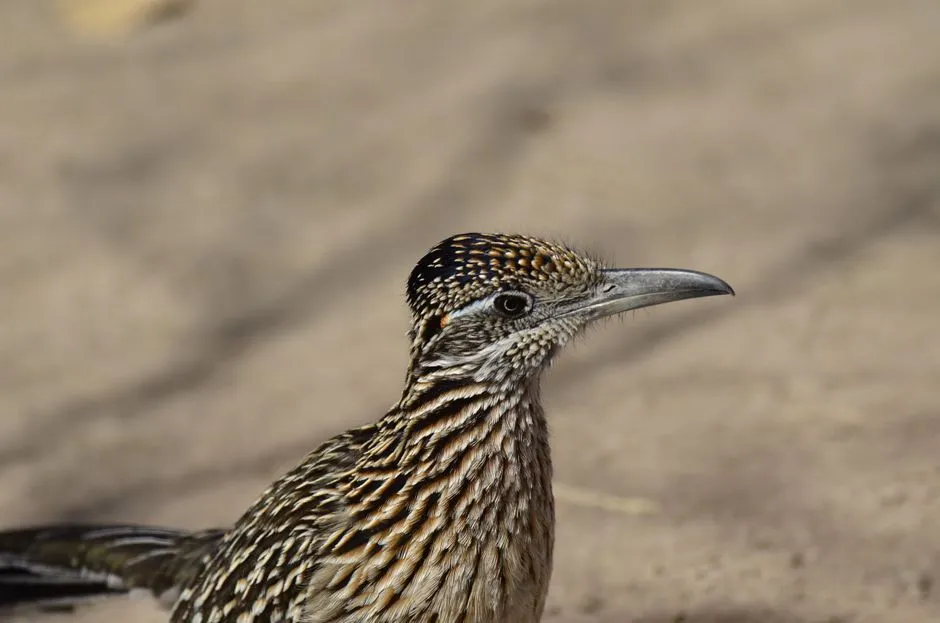 #1 They Are Ground Sprinters That Barely Bother to Fly (Image Credits: Pexels)