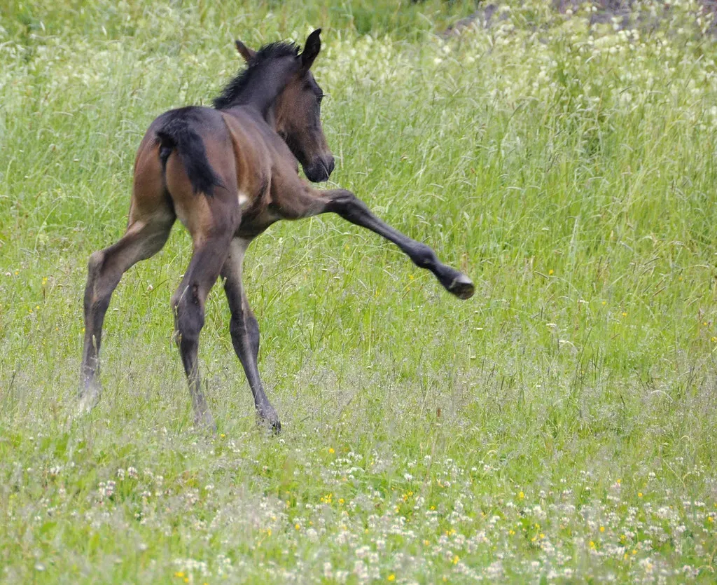 8. Kicking or Pawing at Stall Doors (Image Credits: Flickr)