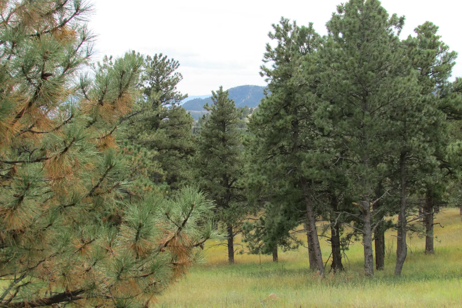 Flagstaff and the High Country Forests: A Cool-Weather Counterpoint (By Chris Light, CC BY-SA 4.0)