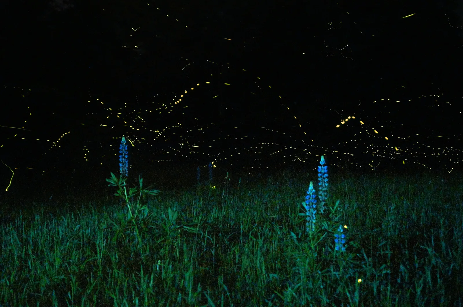 #2 Nighttime Lights Are Overpowering Their Glow (Lupines and Fireflies No. 4, CC BY 2.0)