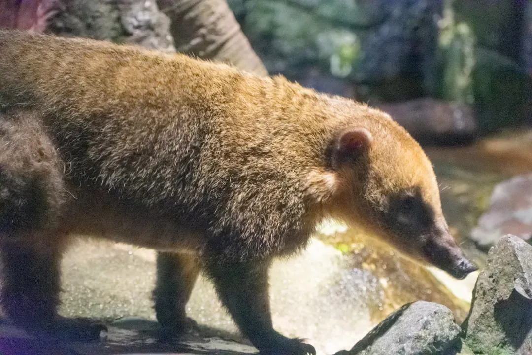 The Giant Anteater (Image Credits: Unsplash)
