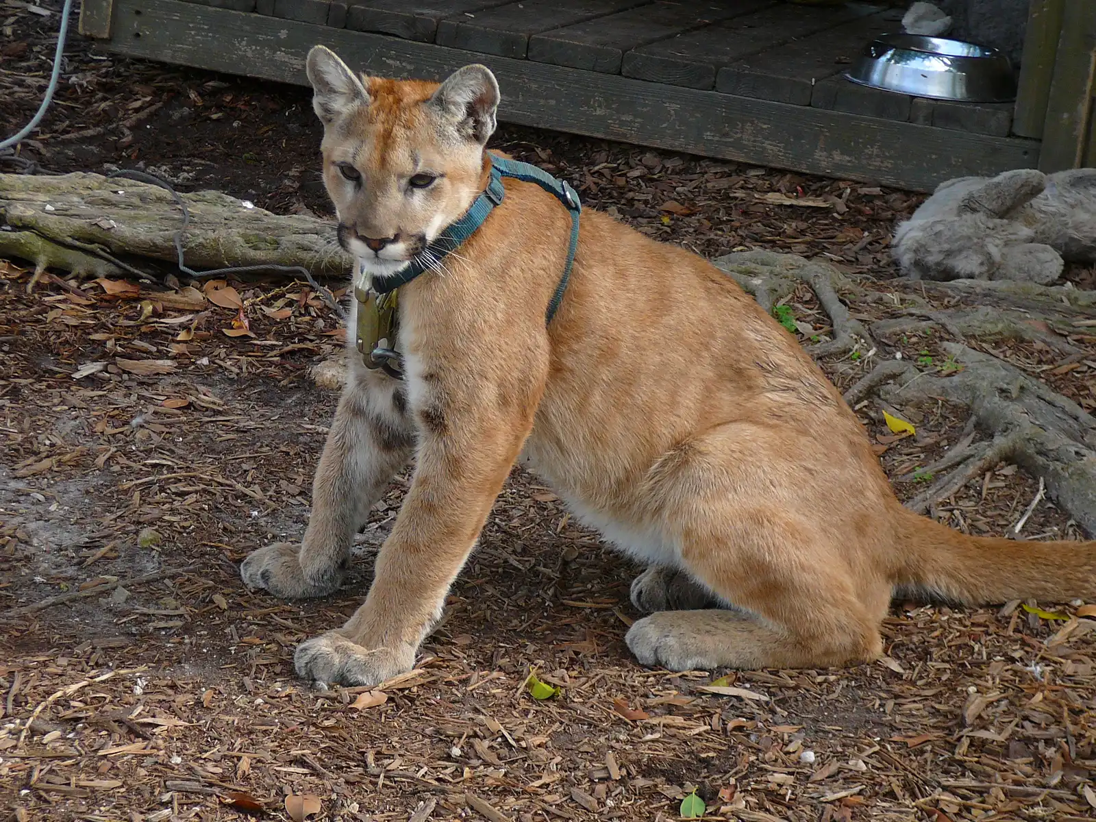 #6 A single male panther needs an enormous amount of space (By Cary Bass, CC BY-SA 3.0)