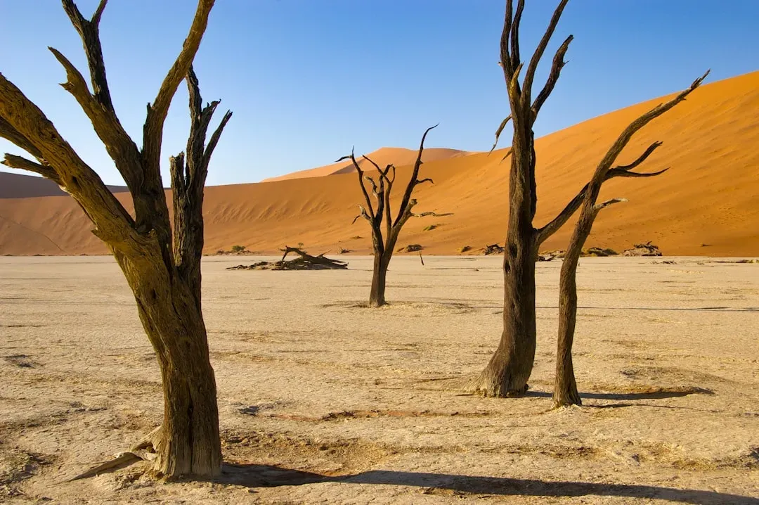 Deadvlei: Namibia's Scorched Graveyard (Image Credits: Unsplash)