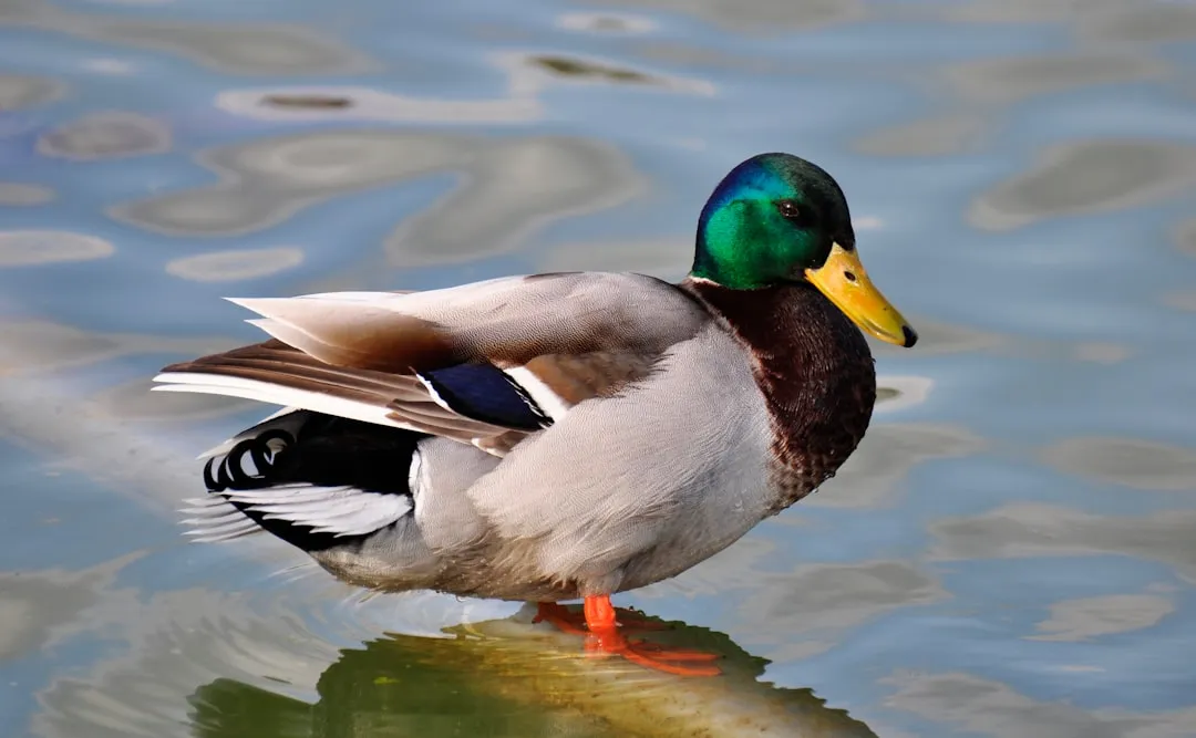 #5: Ducks - Imprinting You as "Mom" (or Flock) (Image Credits: Unsplash)