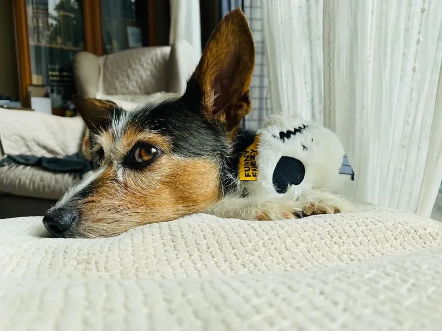 Why Toys Become Comfort Objects (Image Credits: Pexels)