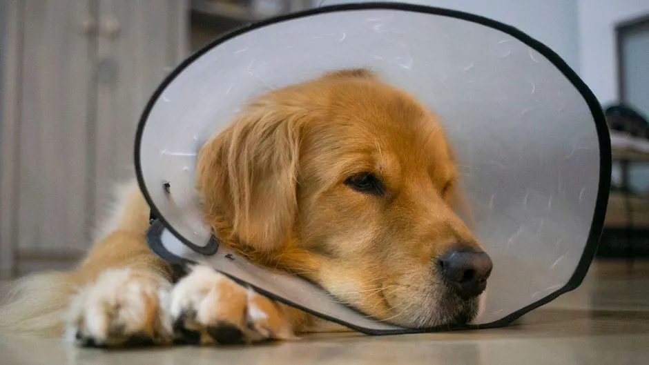 #7 - Spaying and Neutering Was Just an Option, Not an Expectation (Image Credits: Pexels)
