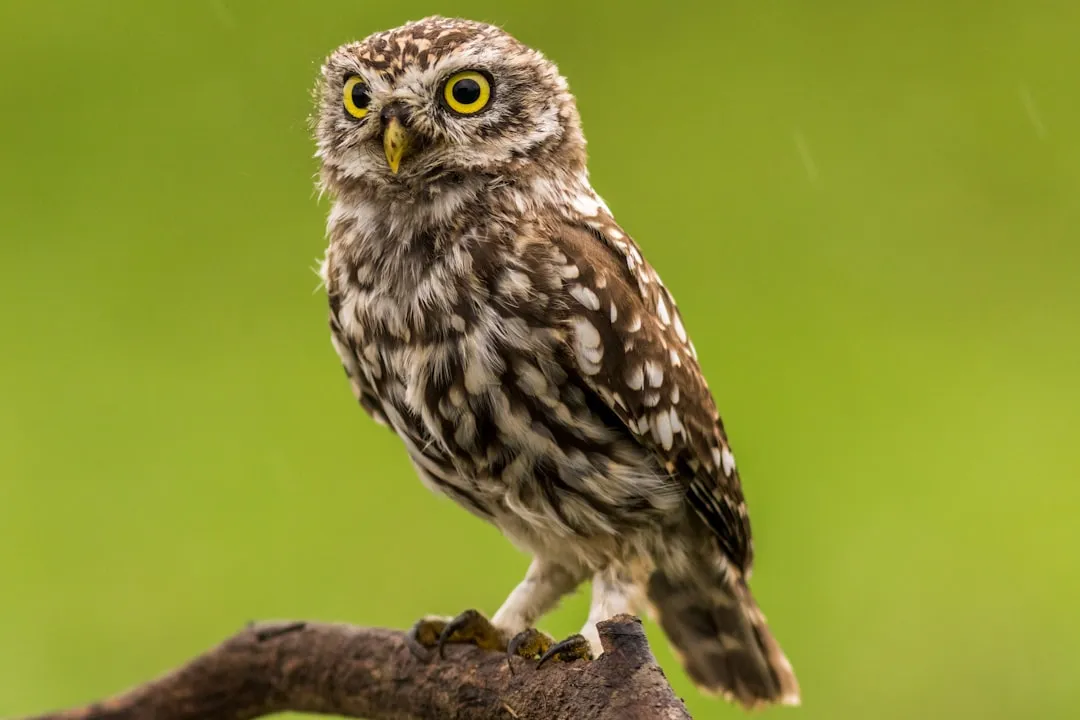 Leo: a glow too bright for a creature of shadow (Image Credits: Unsplash)