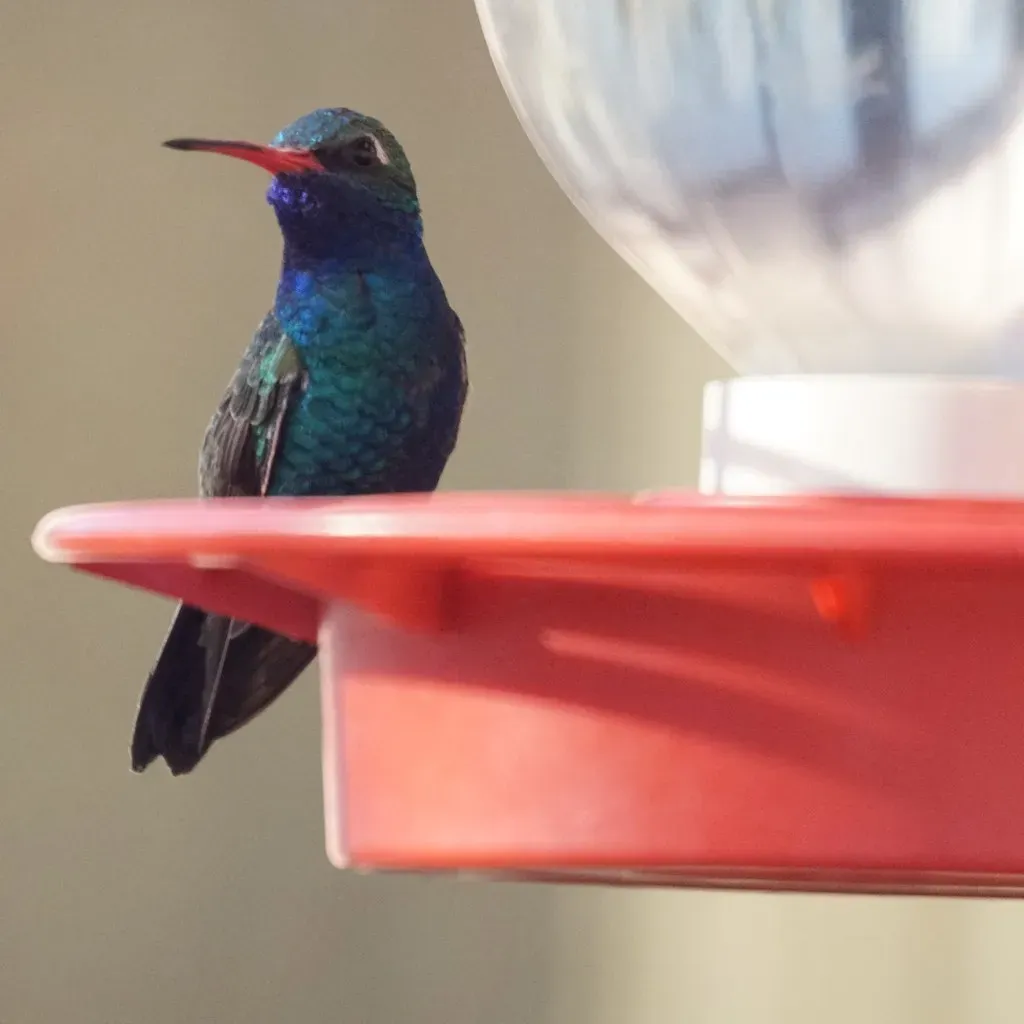 Capricorn (December 22 &ndash; January 19): The Broad-Billed Hummingbird (Mike's Birds, Flickr, CC BY-SA 2.0)