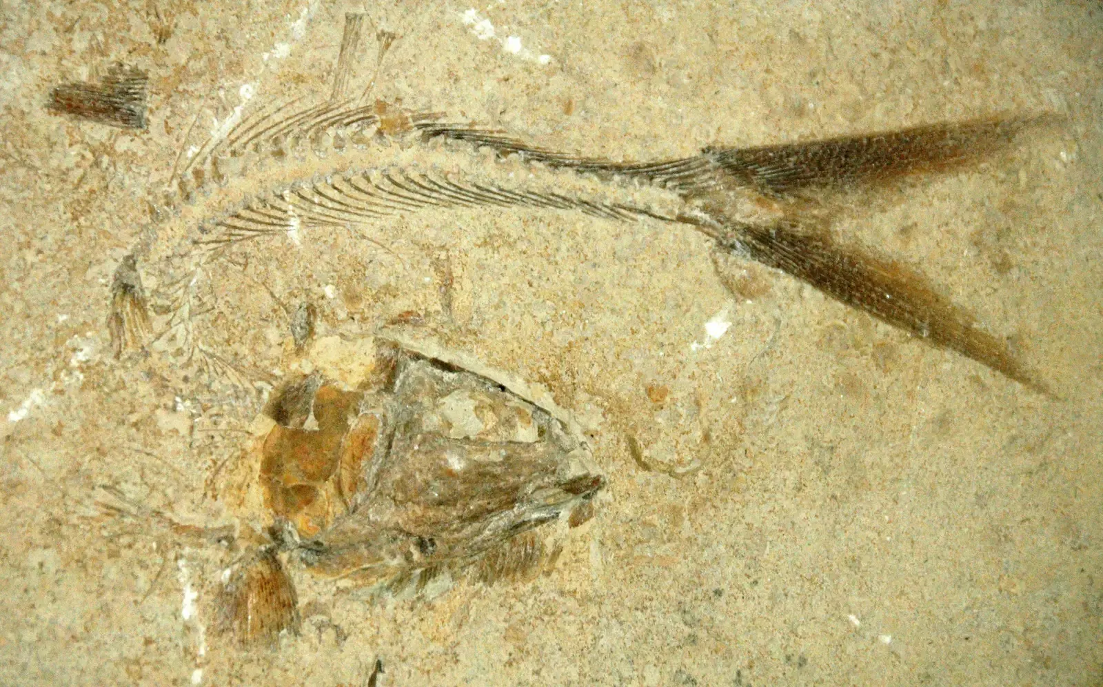 Leedsichthys (Parathrissops sp. (fossil fish) (Solnhofen Limestone, Upper Jurassic; Bavaria, Germany), CC BY 2.0)