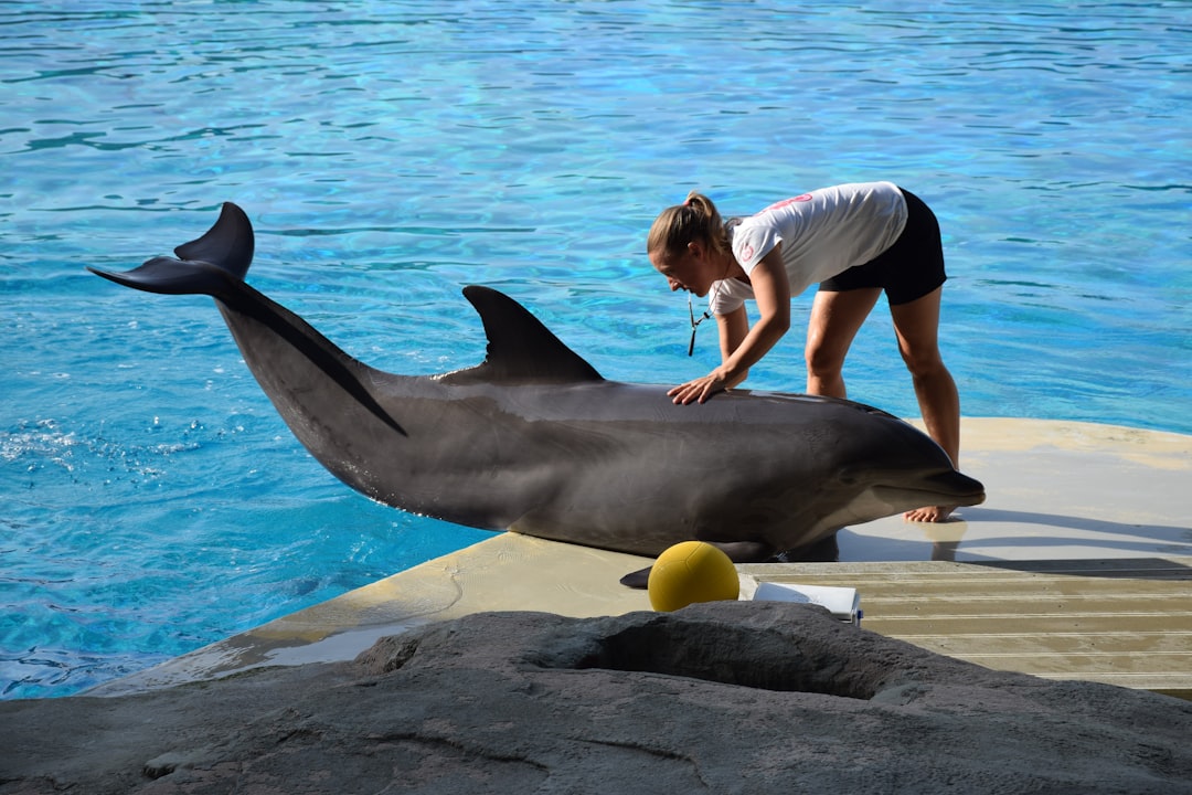 Dolphin Social Intelligence Beyond Human Complexity (Image Credits: Unsplash)