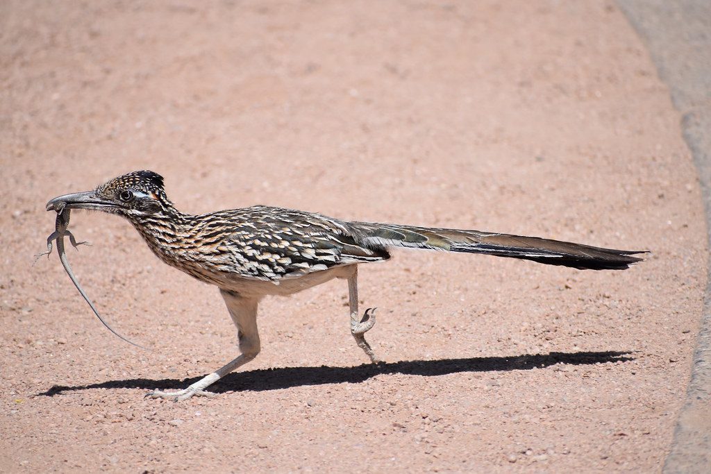 Greater Roadrunner - The Ground-Speed Champion (Image Credits: Flickr)