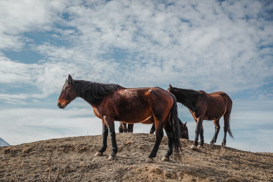 The Complex Social World of Wild Herds (Image Credits: Unsplash)