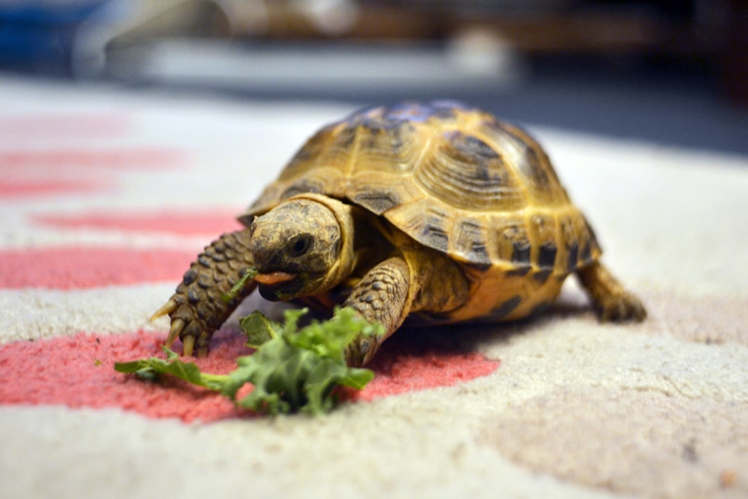 Tortoises: The Ultimate Long-Term Companions (Image Credits: Unsplash)