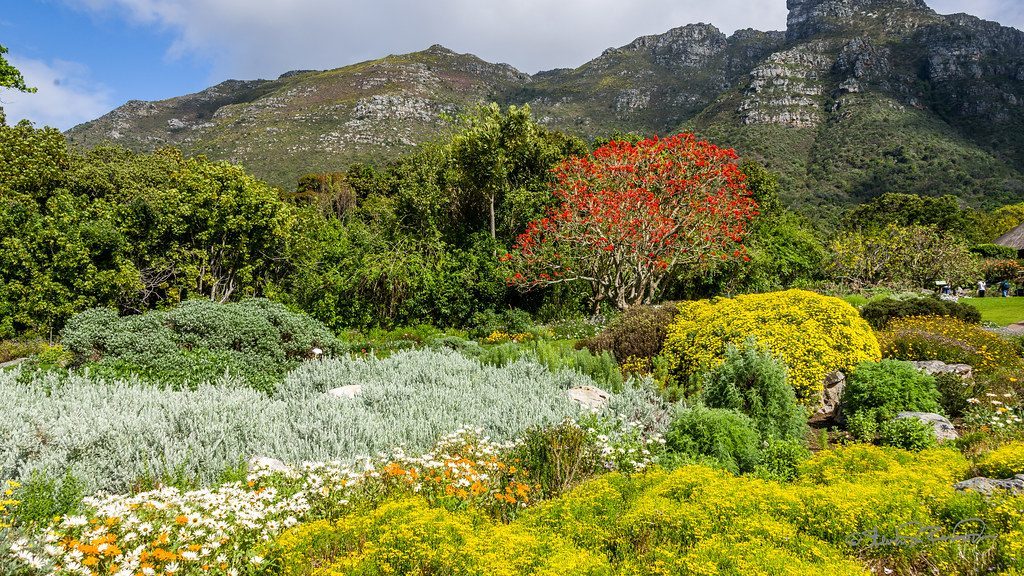 Kirstenbosch National Botanical Garden, Cape Town, South Africa (Image Credits: Flickr)
