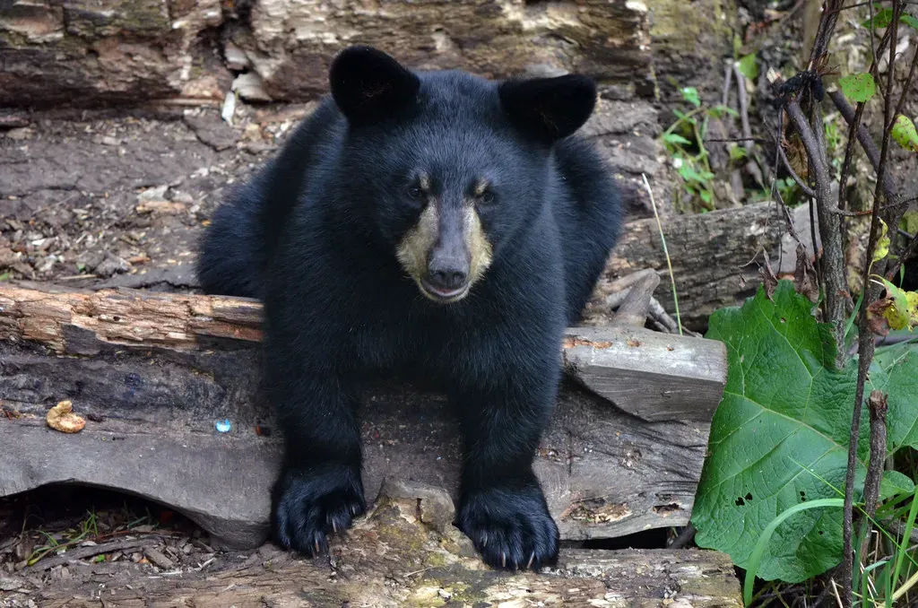 American Black Bear: The Adaptable Survivor (Image Credits: Flickr)