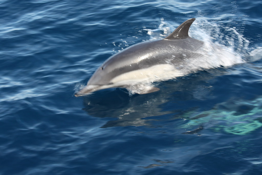 Dolphin Echolocation Creates Mental Images Beyond Human Understanding (Image Credits: Flickr)