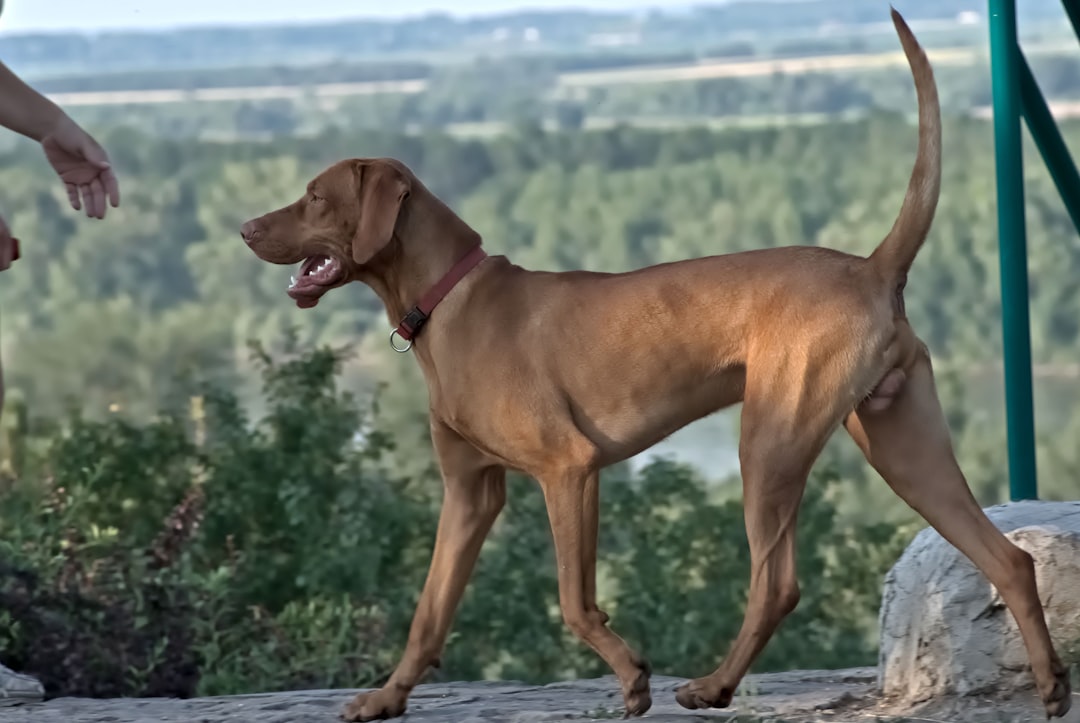 Vizsla (Image Credits: Unsplash)