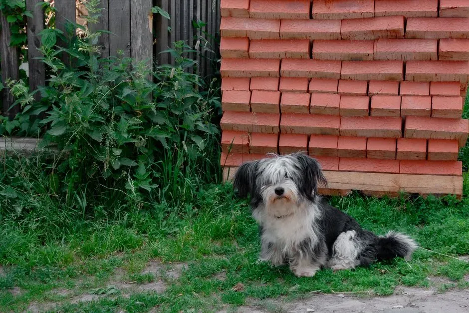 10. Havanese - Cuba's Gift to the Senior Companion Dog World (Image Credits: Pexels)