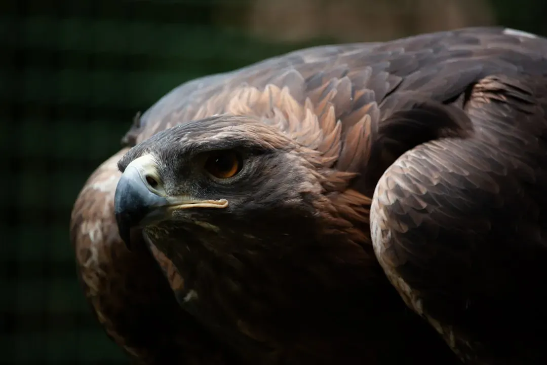The Golden Eagle: Eye of the Sky (Image Credits: Unsplash)