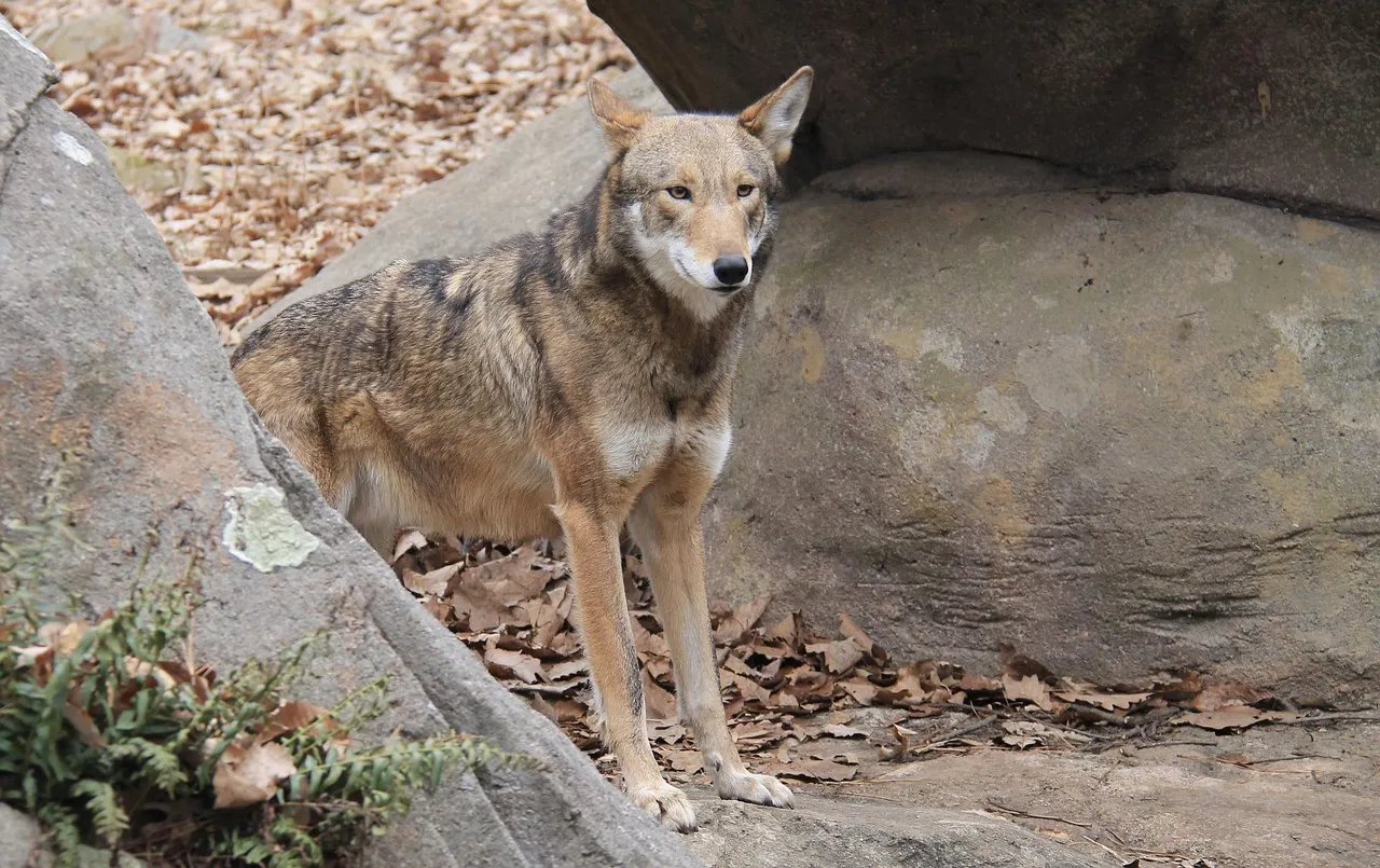 #4 Texas: Birthplace Of The Last Wild Red Wolves (Image Credits: Pixabay)
