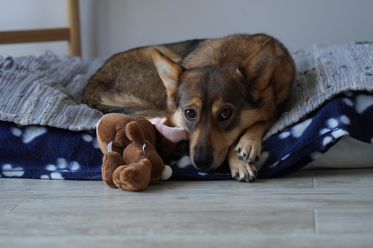 Design Comfortable Pet Spaces (Image Credits: Pixabay)
