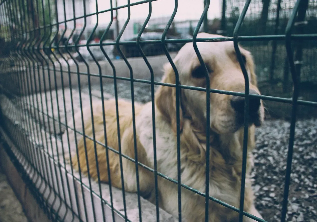 Your Grief Affects Your Dog More Than You Think (Image Credits: Pixabay)