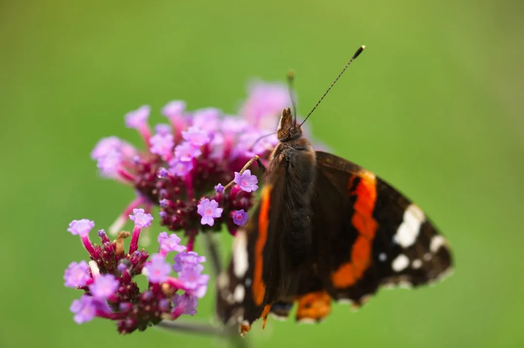 7. Plant Verbena for Height and Nonstop Nectar (Image Credits: Unsplash)