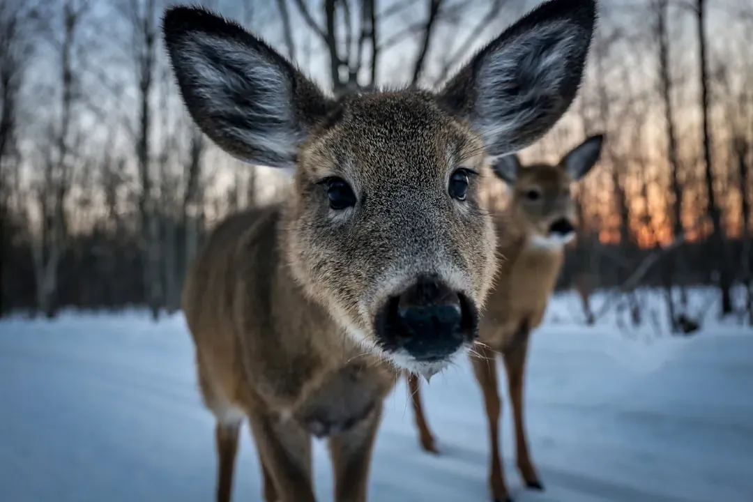 How Light Overloads a Deer's Highly Sensitive Eyes (Image Credits: Unsplash)
