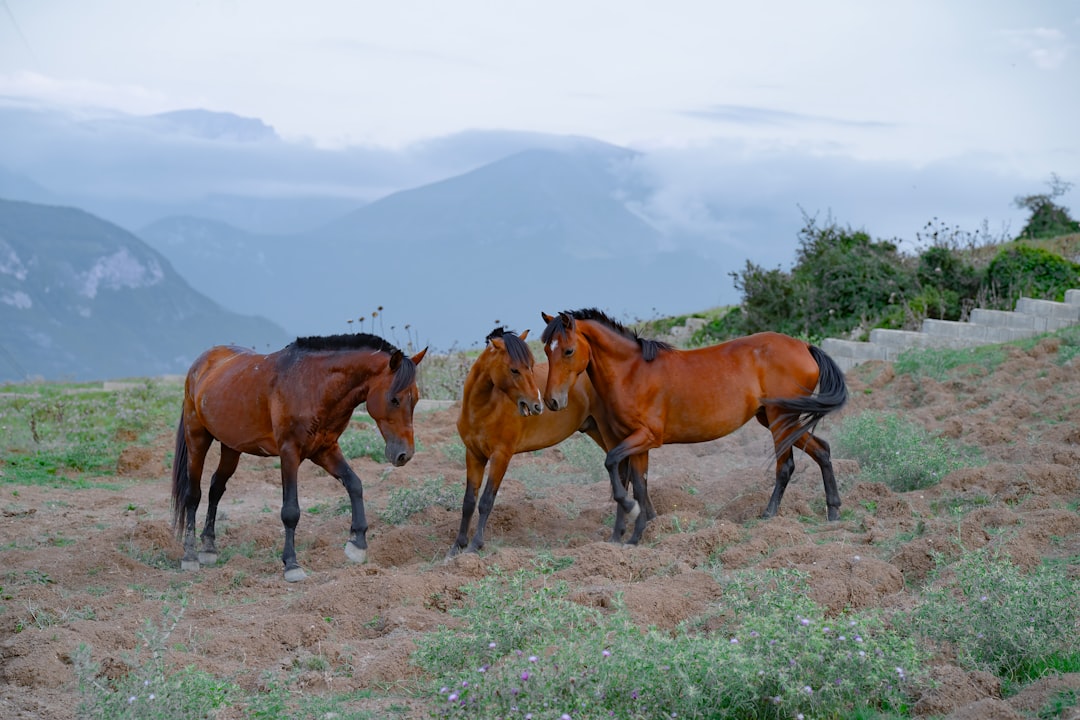 Their Horse-Breeding Programs Were More Advanced Than European Methods (Image Credits: Unsplash)