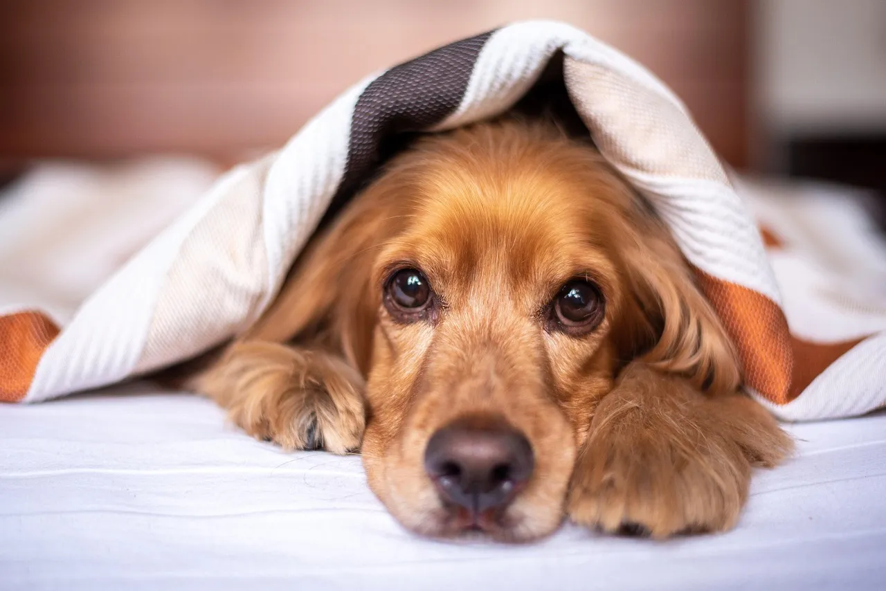 #12 - A Supportive, Low-Stress Sleep Setup (Image Credits: Pixabay)