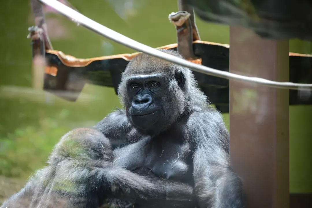 6. The Gorilla: Tender Giants of the Forest (Image Credits: Unsplash)