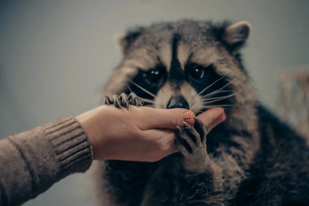 6. Loud Purring or Trilling (Image Credits: Unsplash)