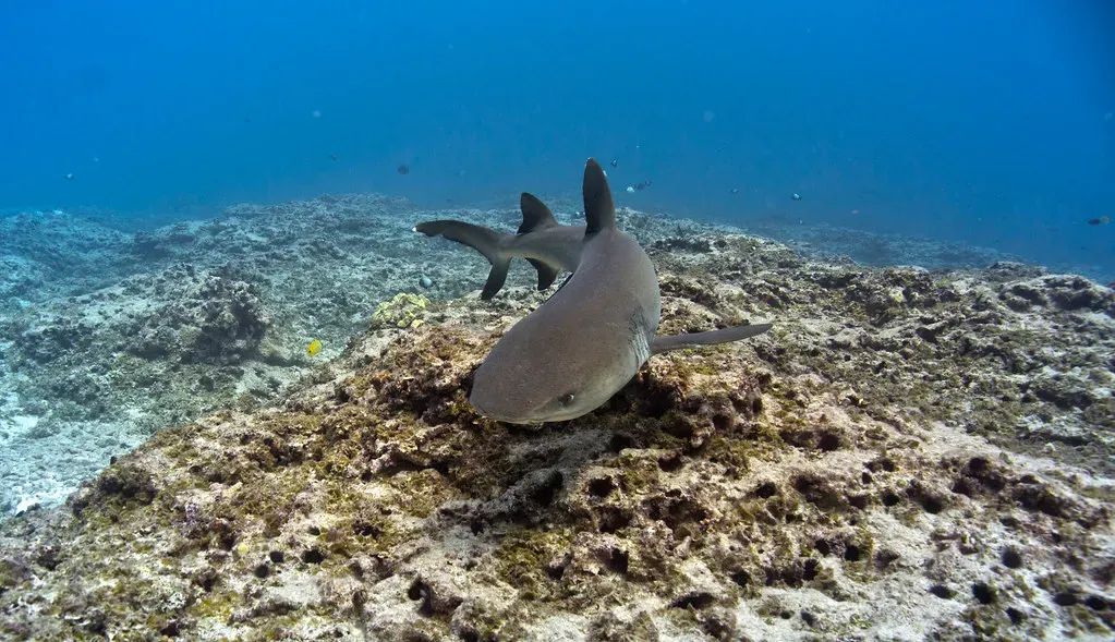 #12 Pisces (February 19 – March 20): The Oceanic Whitetip Shark (Image Credits: Flickr)